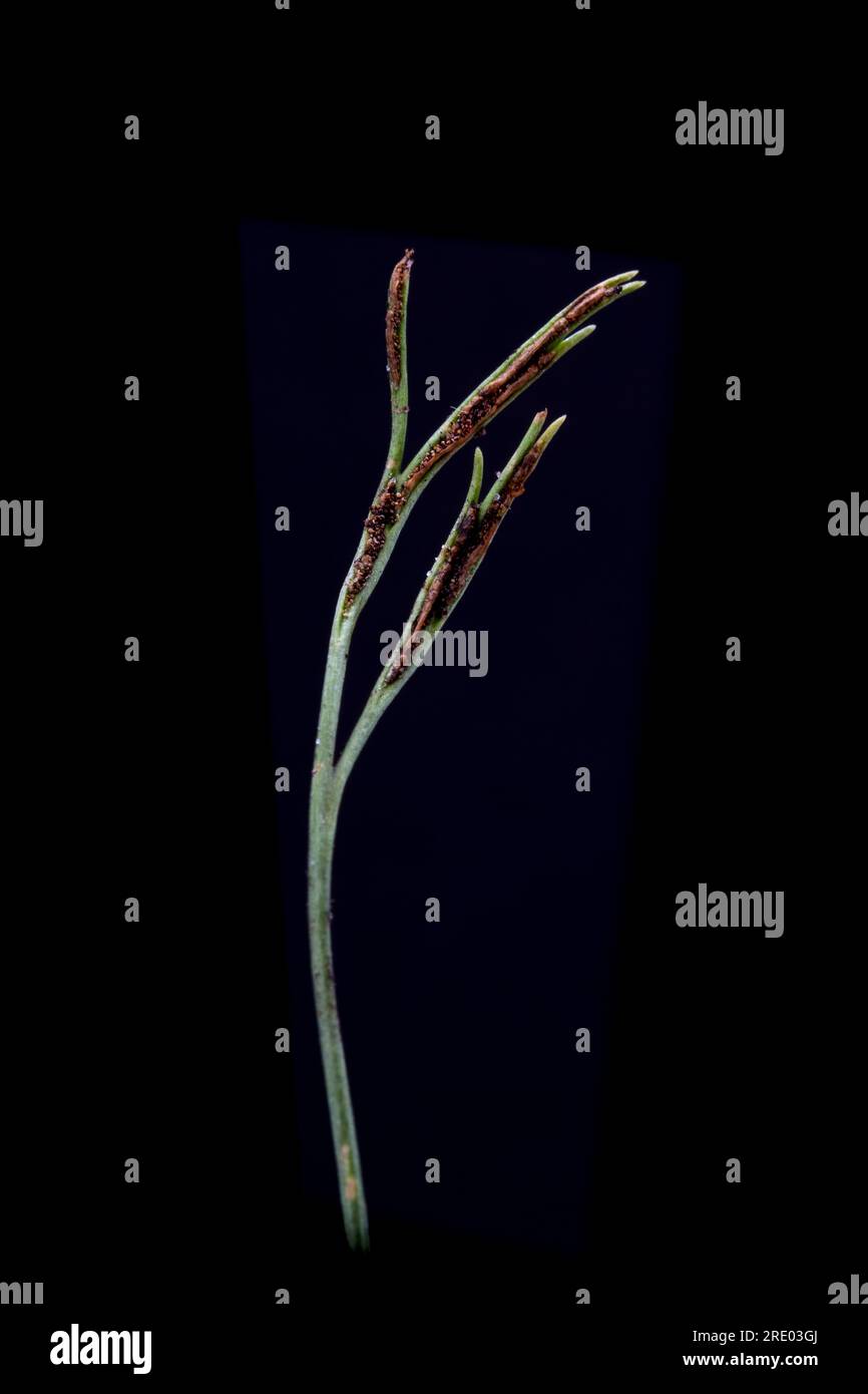 Northern spleenwort, Forked spleenwort (Asplenium septentrionale), leaf against black background Stock Photo