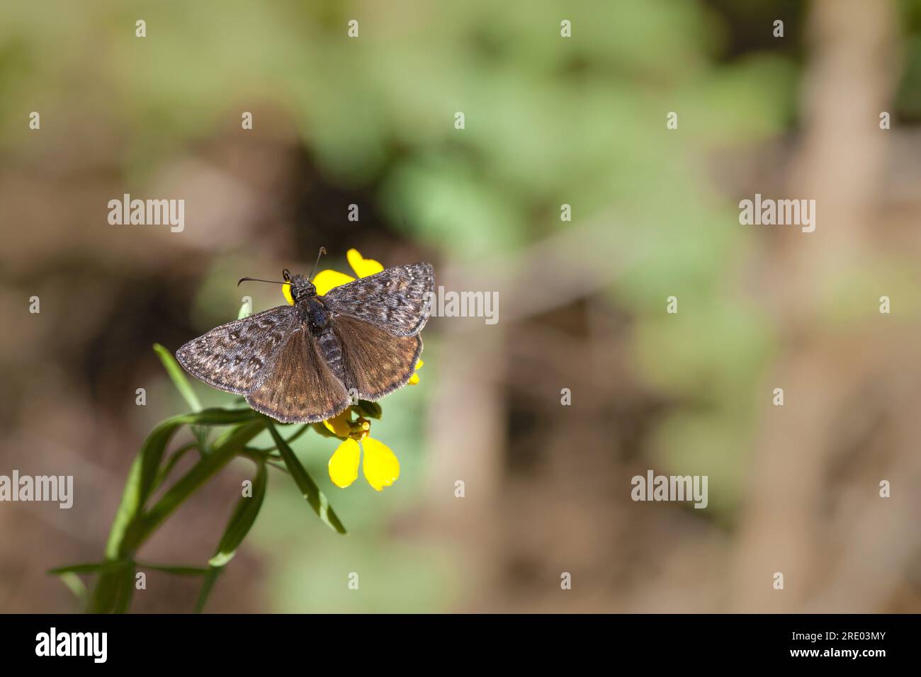 Propertius Duskywing (Erynnis propertius), sitting at a yellow flower, dorsal view, USA, California Stock Photo