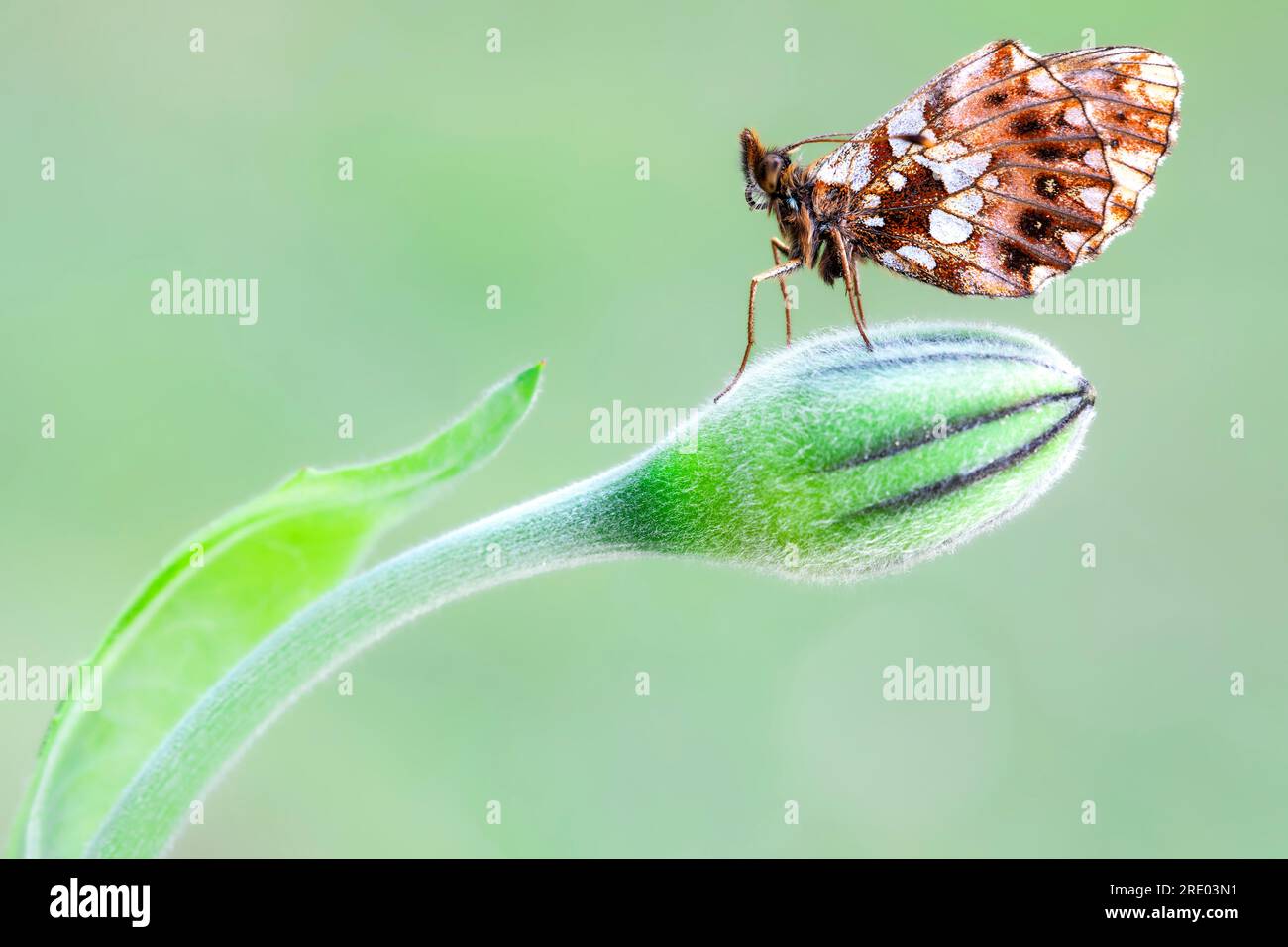 Violet fritillary, Weaver's fritillary (Boloria dia, Clossiana dia), sitting on a flower  bud, France Stock Photo