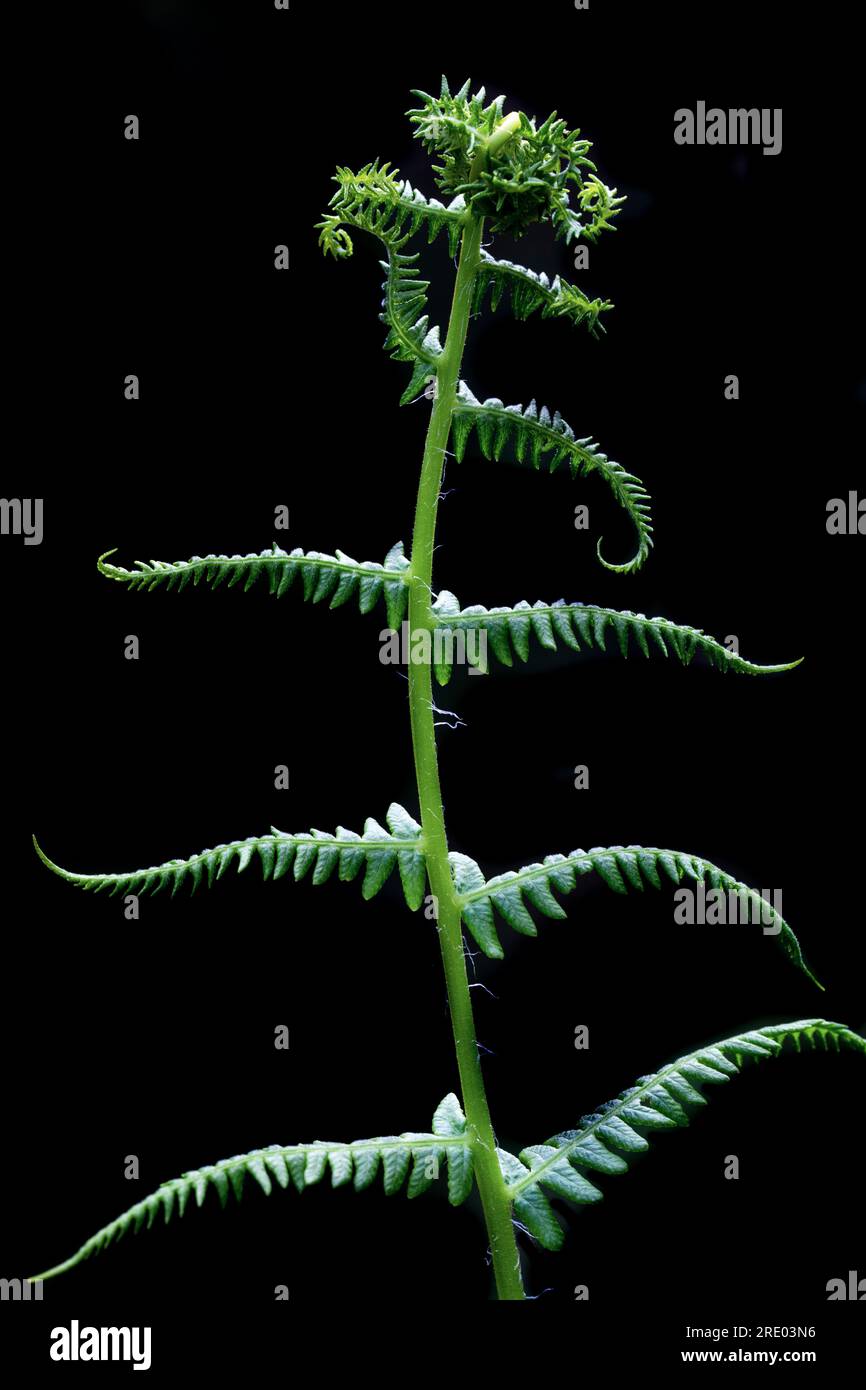 Sweet mountain fern, Lemon-Scented Fern, Mountain Fern (Oreopteris limbosperma, Thelypteris limbosperma, Lastrea limbosperma), young, developing leaf Stock Photo