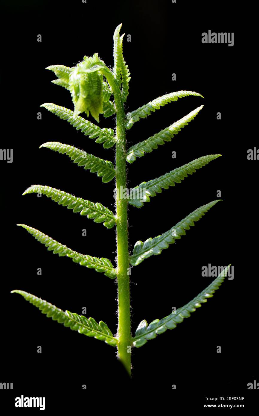 royal fern (Osmunda regalis), young leaf against black background, Netherlands Stock Photo