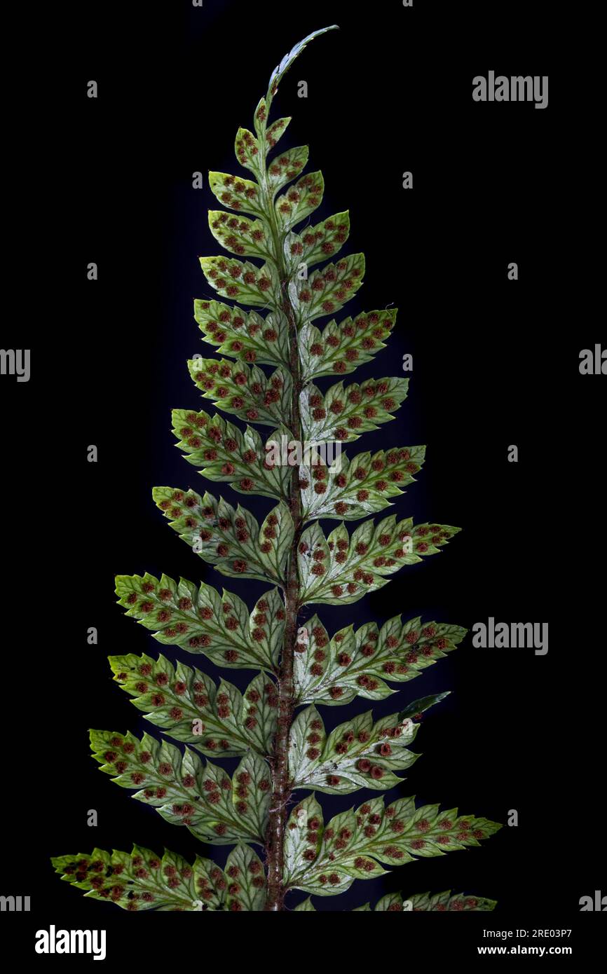 marsh fern, eastern marsh fern (Thelypteris palustris), underside of leaf, leaflets with sporangia against black background, Netherlands Stock Photo