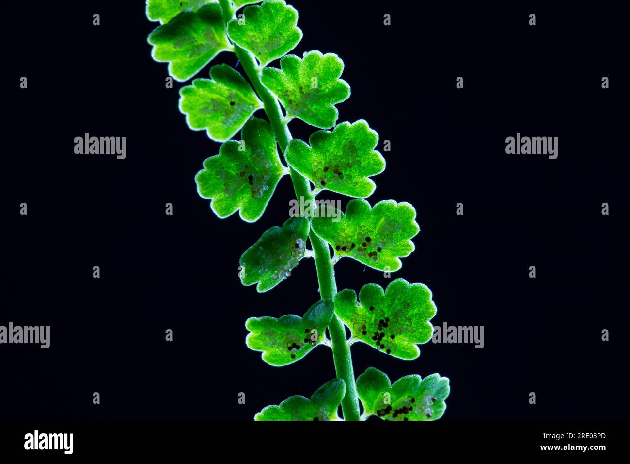 Green spleenwort (Asplenium viride), underside of leaf, leaflets with sporangia against black background, Netherlands Stock Photo