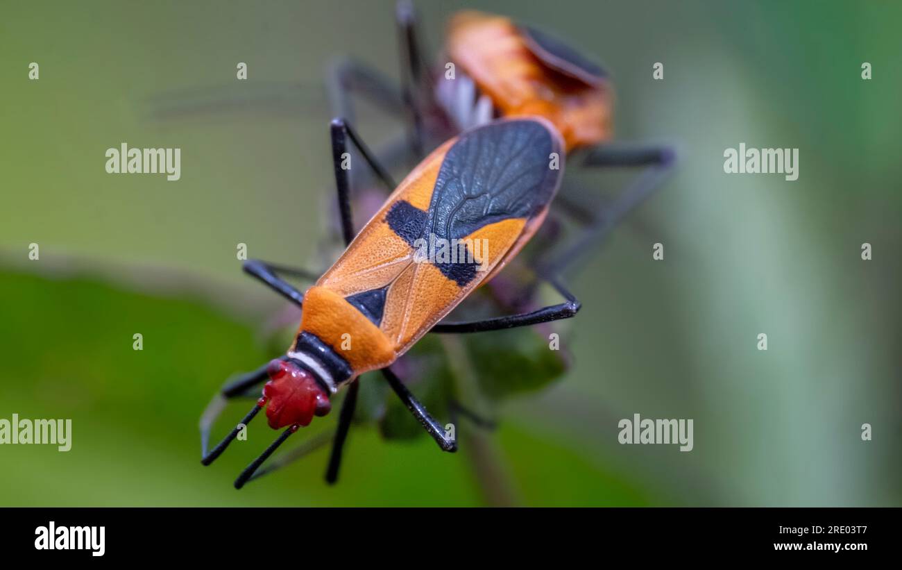True Ladybug Bapak pucung or bok bok cong, Latin for Dysdercus cingulatus, is a ...