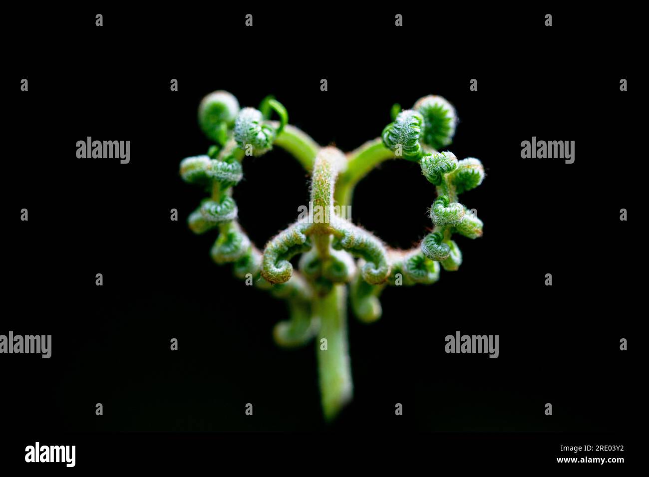 bracken fern (Pteridium aquilinum), young leaf against black background, Netherlands Stock Photo