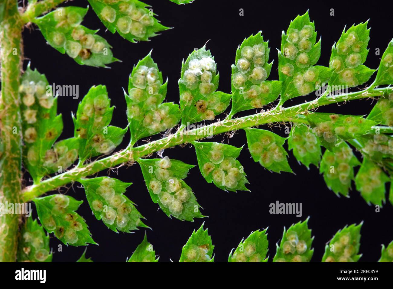 soft shield fern (Polystichum setiferum), underside of leaf, leaflets with sporangia against black background, Netherlands Stock Photo
