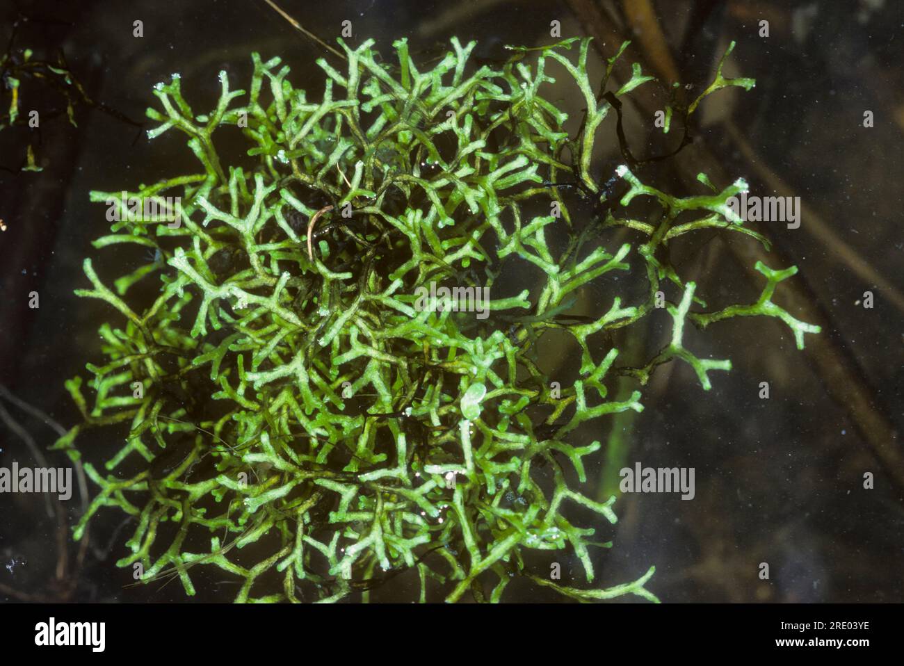 floating crystalwort (Riccia fluitans), in water, Germany Stock Photo
