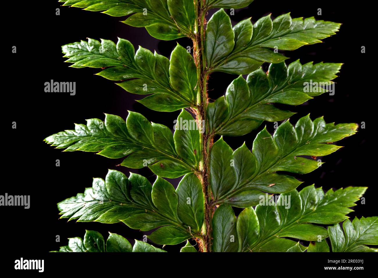marsh fern, eastern marsh fern (Thelypteris palustris), upper side of leaf, leaflets against black background, Netherlands Stock Photo