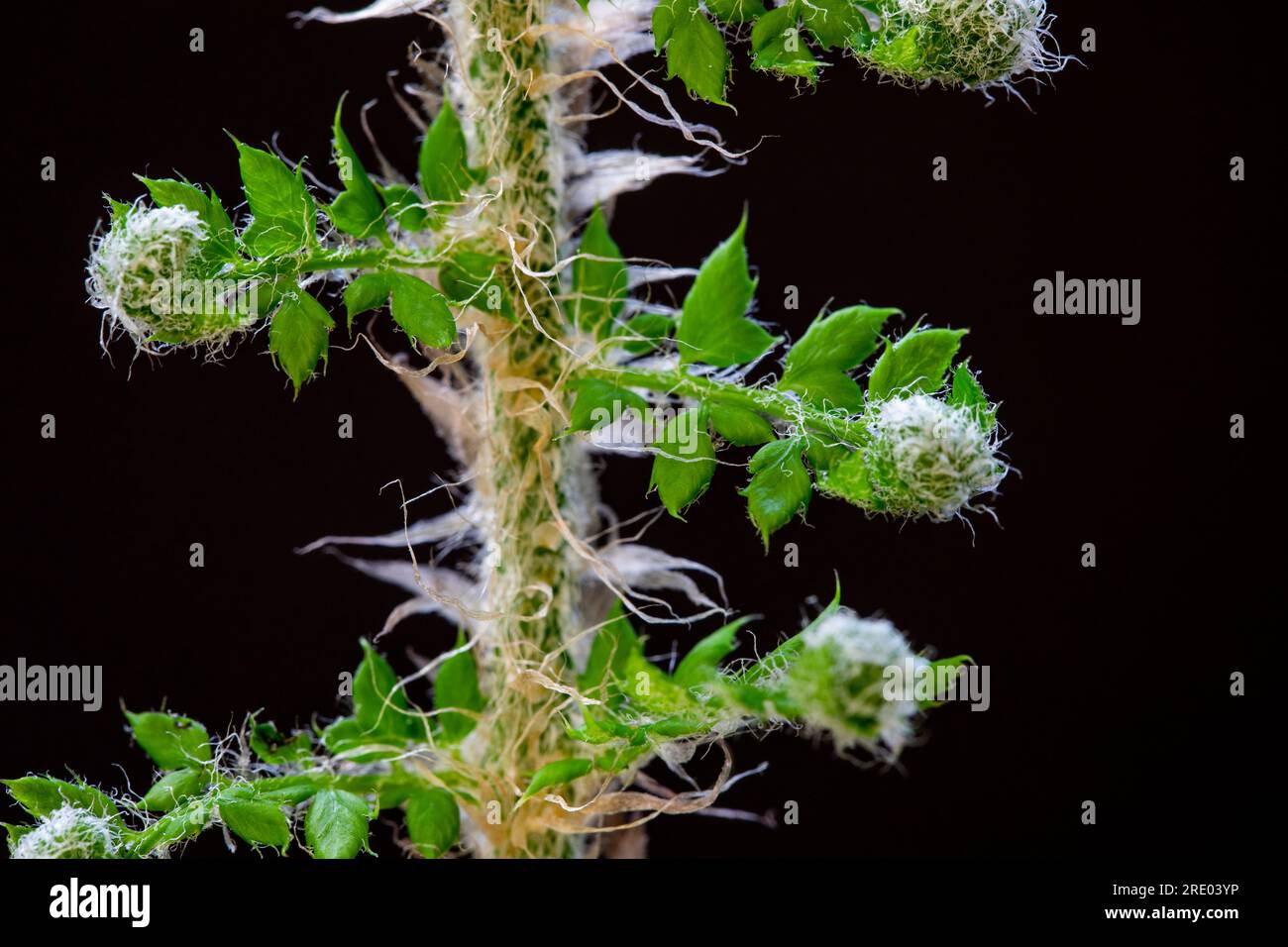 soft shield fern (Polystichum setiferum), young developing leaf against black background, Netherlands Stock Photo