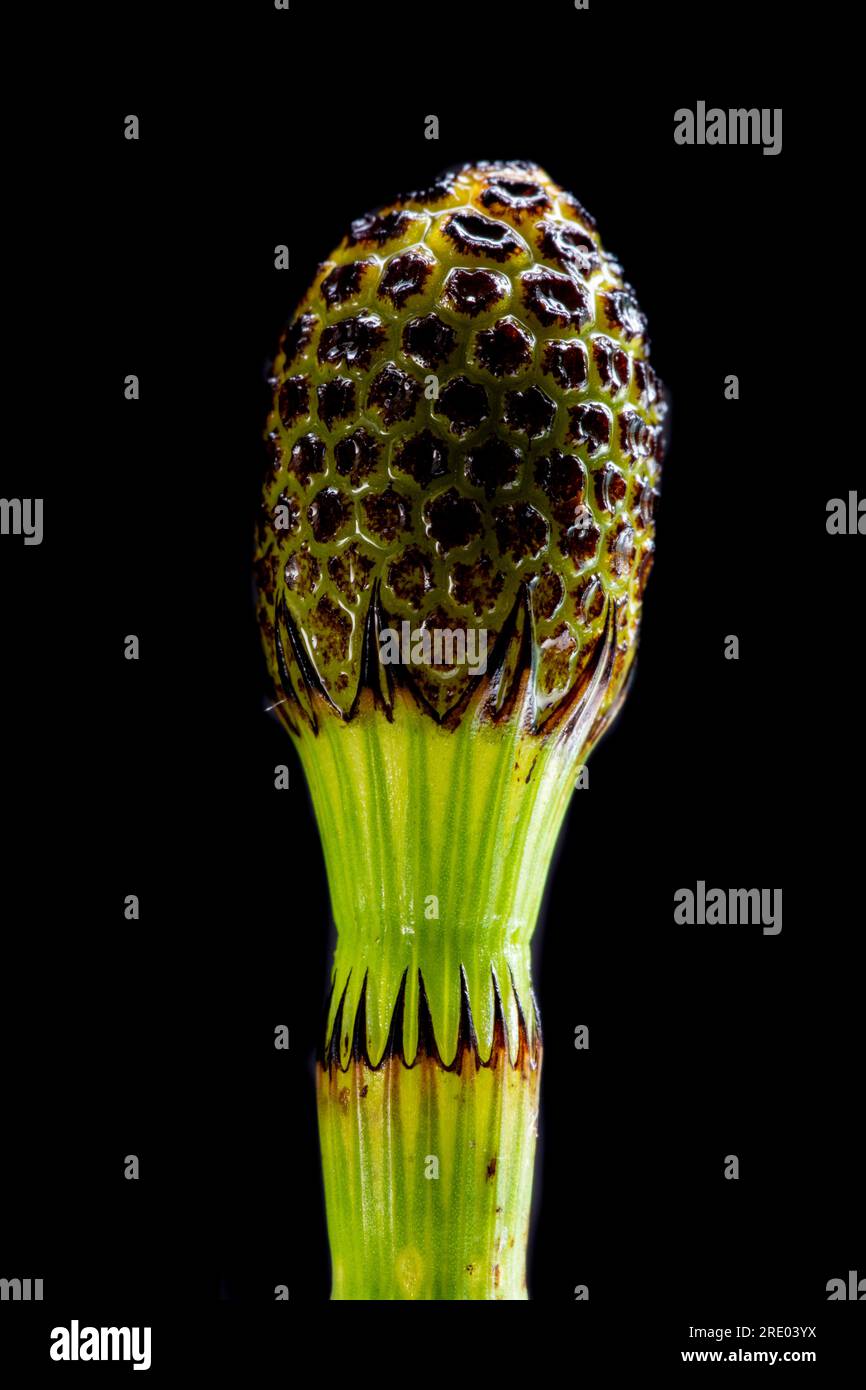 water horsetail, swamp horsetail (Equisetum fluviatile), cone against black background, Netherlands Stock Photo