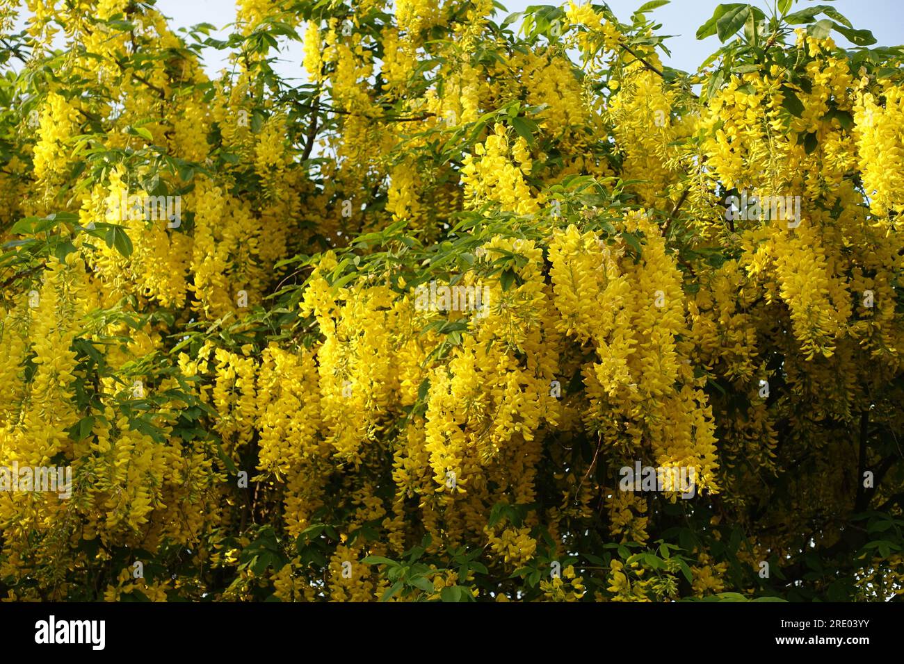 goldenchain tree (Laburnum vulgare), bright yellow flowering shrub, Franche Compt Stock Photo