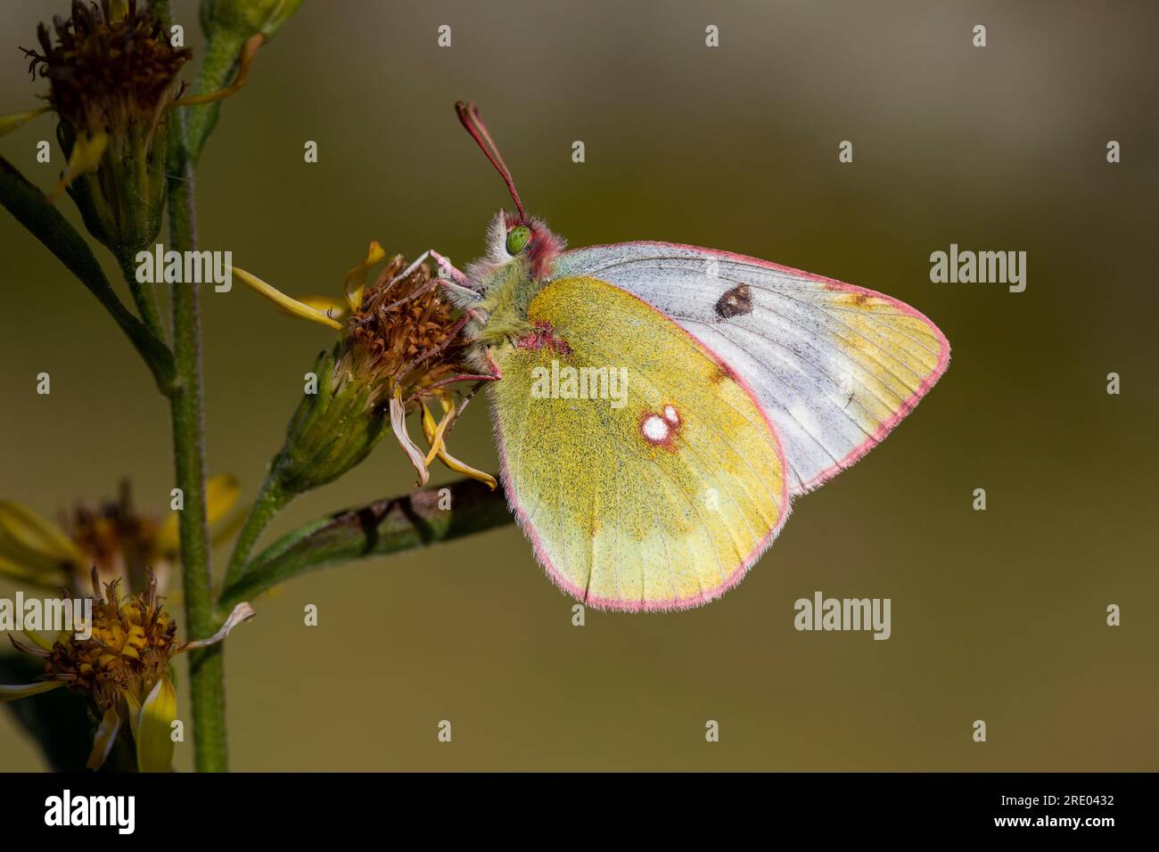 Mountain clouded yellow (Colias phicomone), female sitting at a faded blossom, side view, Switzerland, Valais Stock Photo