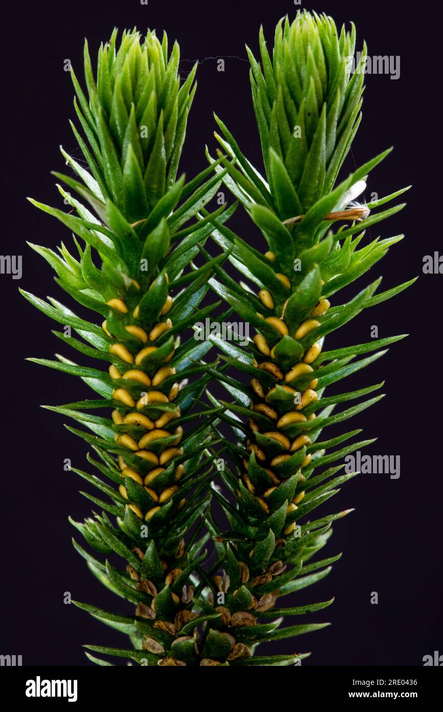 fir clubmoss, mountain clubmoss, fir-clubmoss (Huperzia selago, Lycopodium selago), sprout with sporophylls against black background, Netherlands Stock Photo