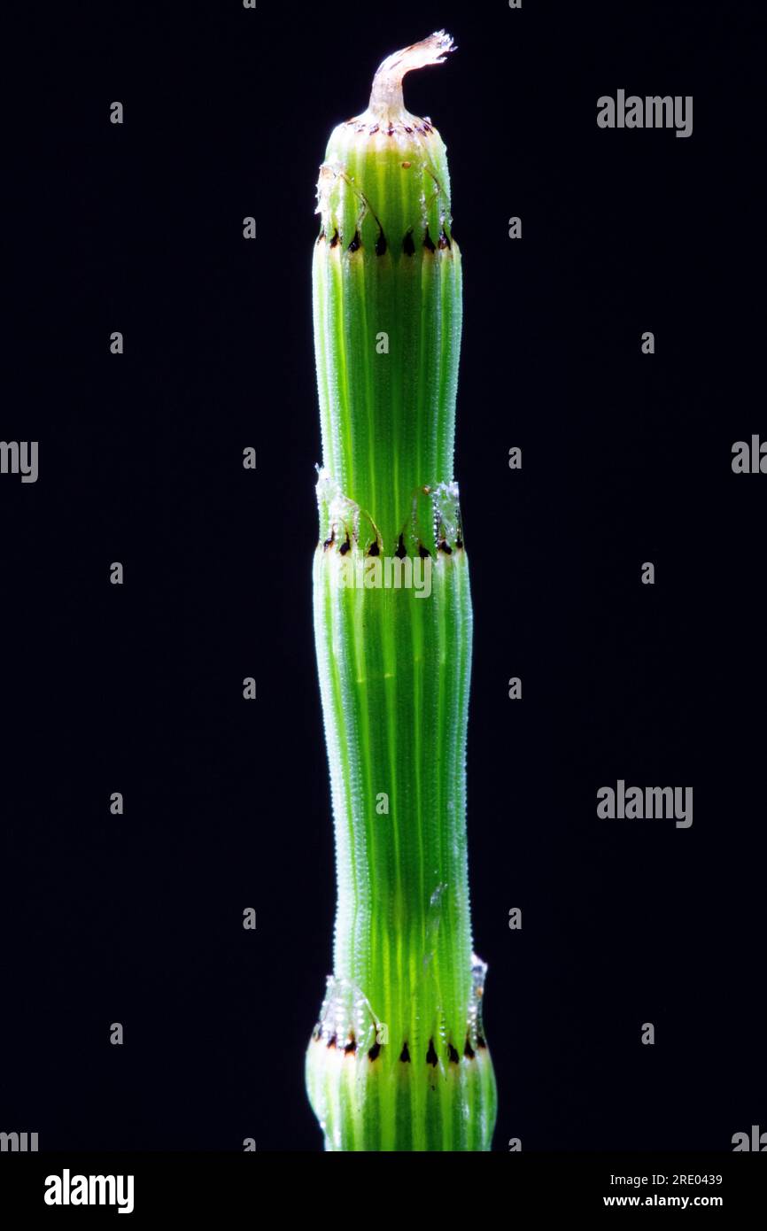 branched horsetail (Equisetum ramosissimum), sprout against black background, Netherlands Stock Photo