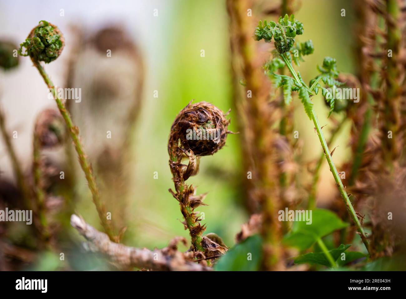 broad buckler-fern (Dryopteris dilatata), leaf shoot, Netherlands, Frisia Stock Photo