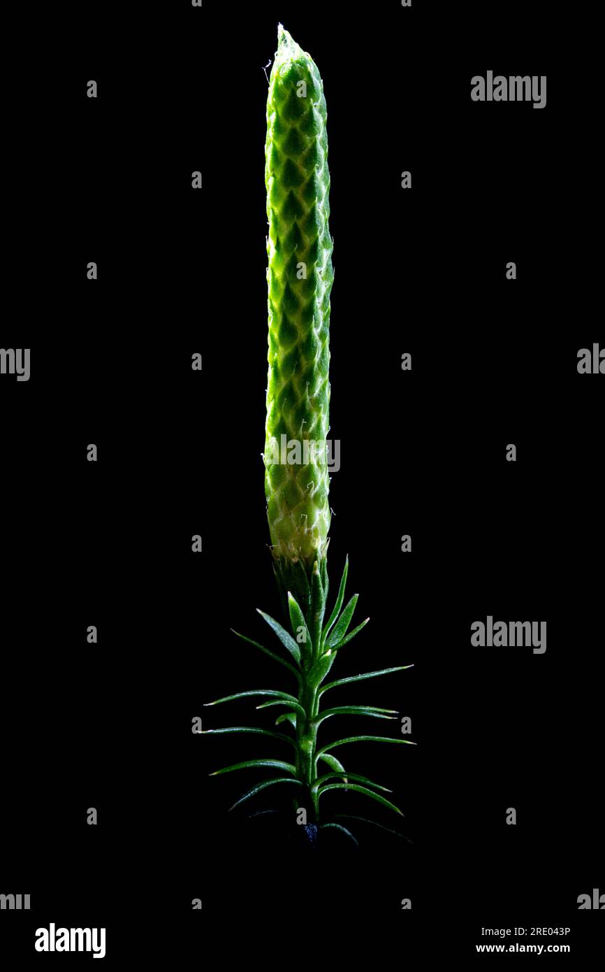 Stiff clubmoss, Stiff ground-pine, Interrupted club-mosses (Lycopodium annotinum, Spinulum annotinum), with sporophyll against black background, Stock Photo
