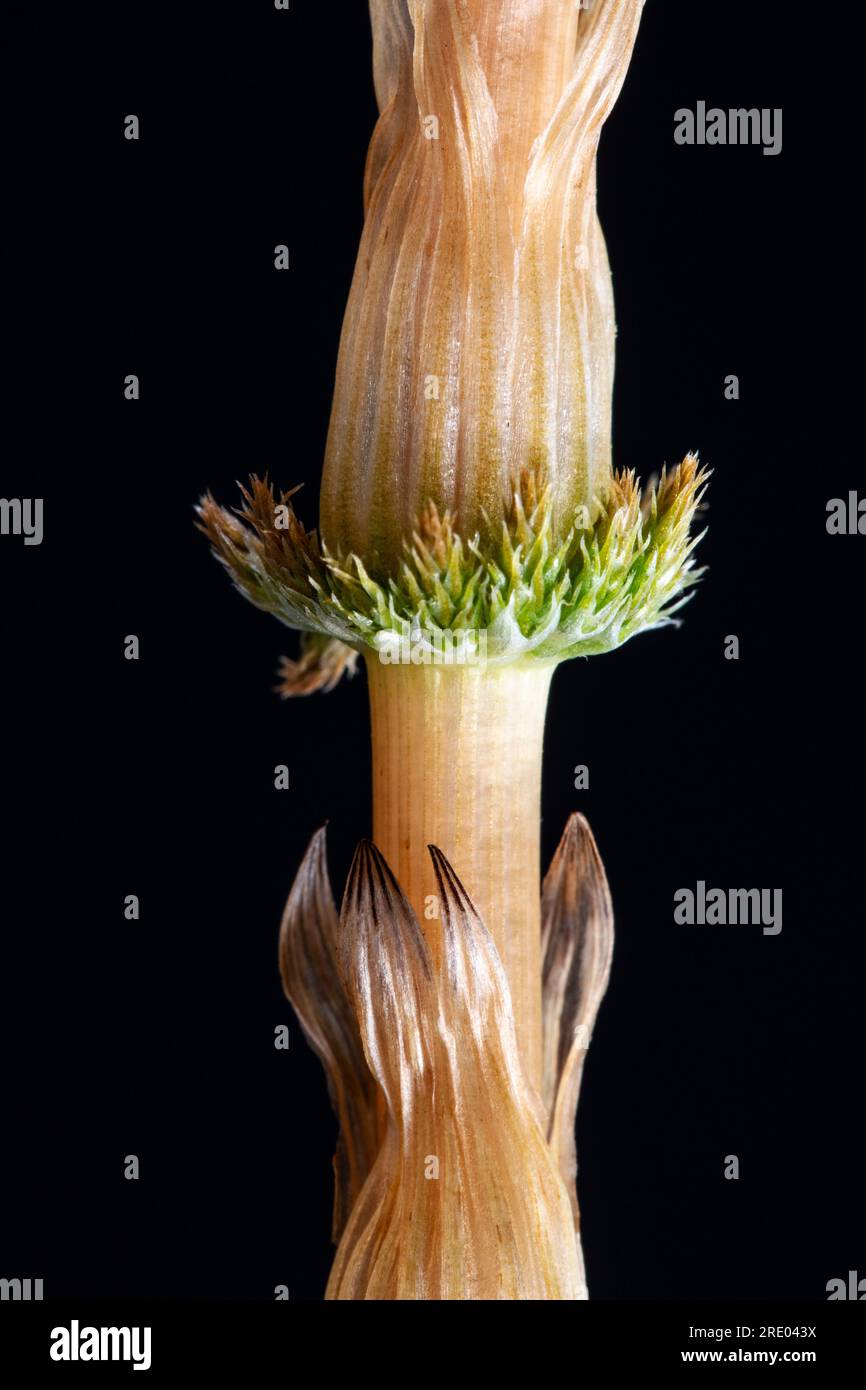 sylvan horsetail, wood horsetail, woodland horsetail (Equisetum ...