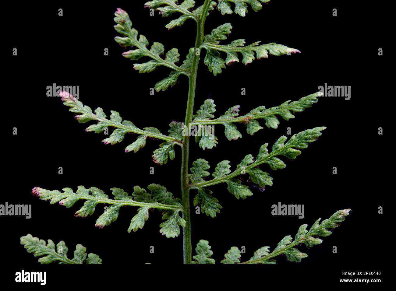 brittle bladderfern, fragile fern (Cystopteris fragilis), underside of