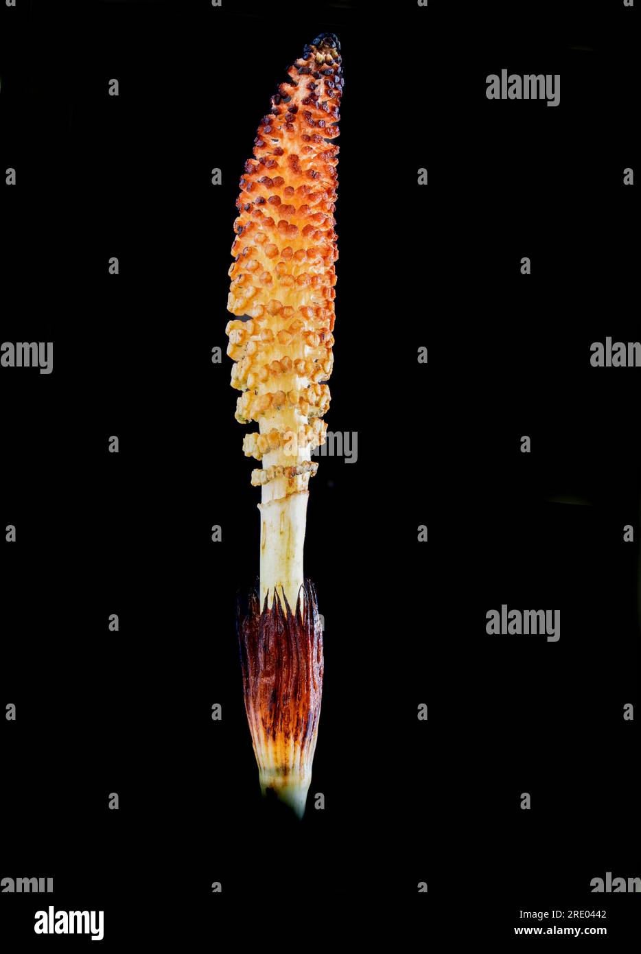 great horsetail, northern giant horsetail (Equisetum telmateia, Equisetum telmateja, Equisetum maximum), cone against black background, Netherlands Stock Photo