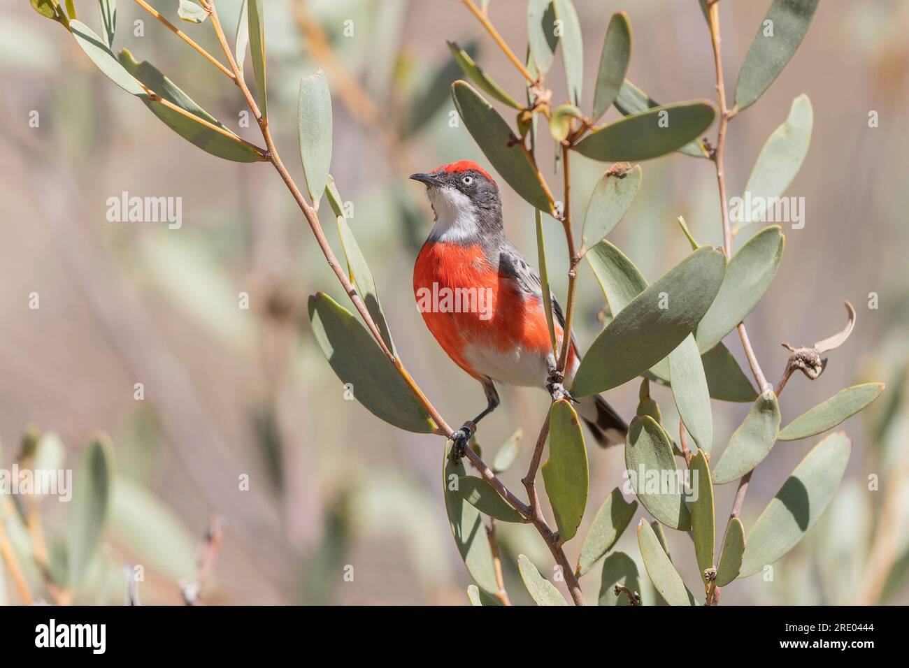 crimson chat (Epthianura tricolor), male sitting on a branch, Australia, Northern Territory, Alice Springs Desert Park Stock Photo