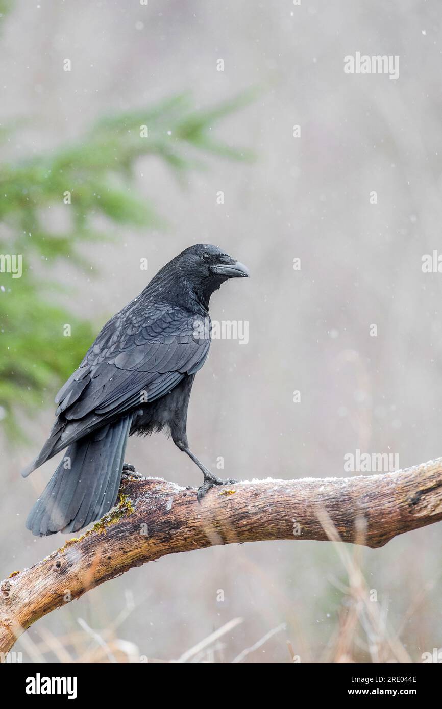 Carrion crow (Corvus corone, Corvus corone corone), sitting on a branch, Germany, Bavaria Stock Photo
