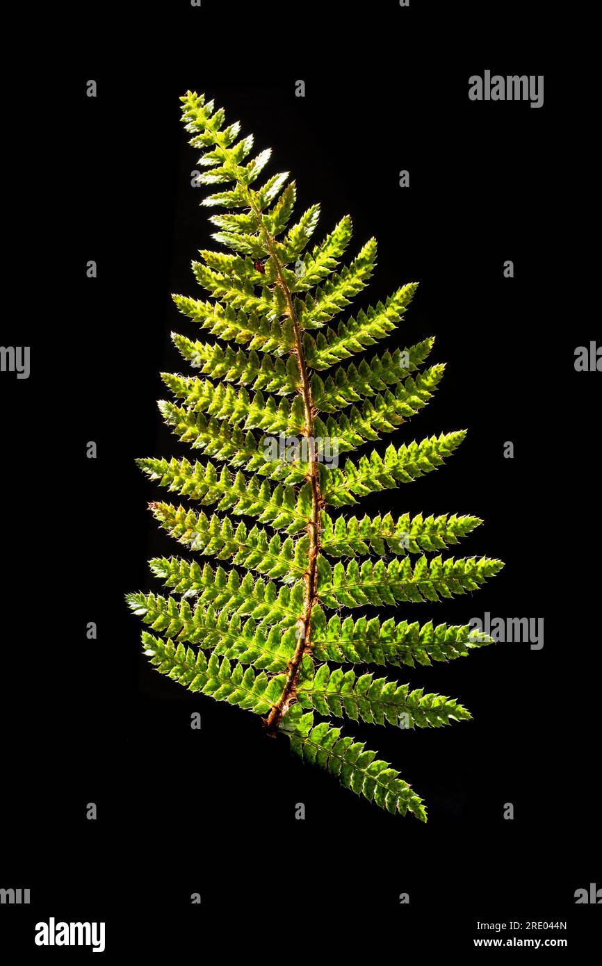 hard shield fern (Polystichum aculeatum), part of the underside of a leaf against black background, Netherlands Stock Photo