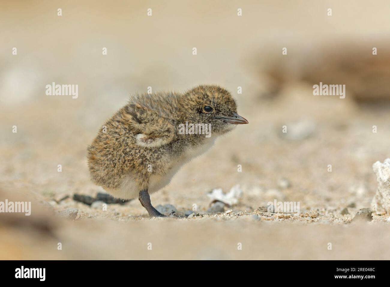 sooty tern (Sterna fuscata, Onychoprion fuscatus), chick on the beach, Australia, Queensland, Great Barrier Reef Stock Photo
