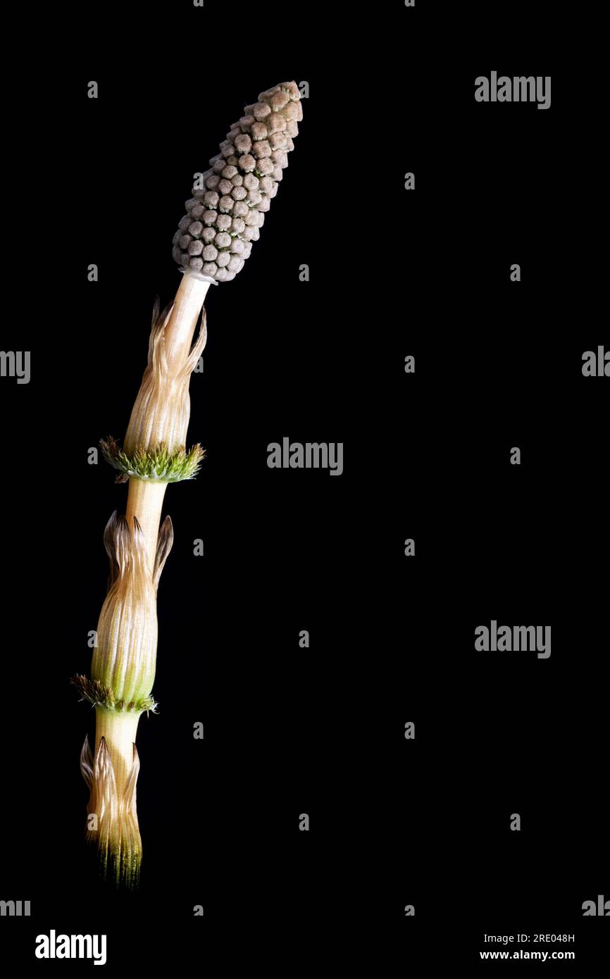 sylvan horsetail, wood horsetail, woodland horsetail (Equisetum sylvaticum), fertile sprout with cone against black background, Netherlands Stock Photo