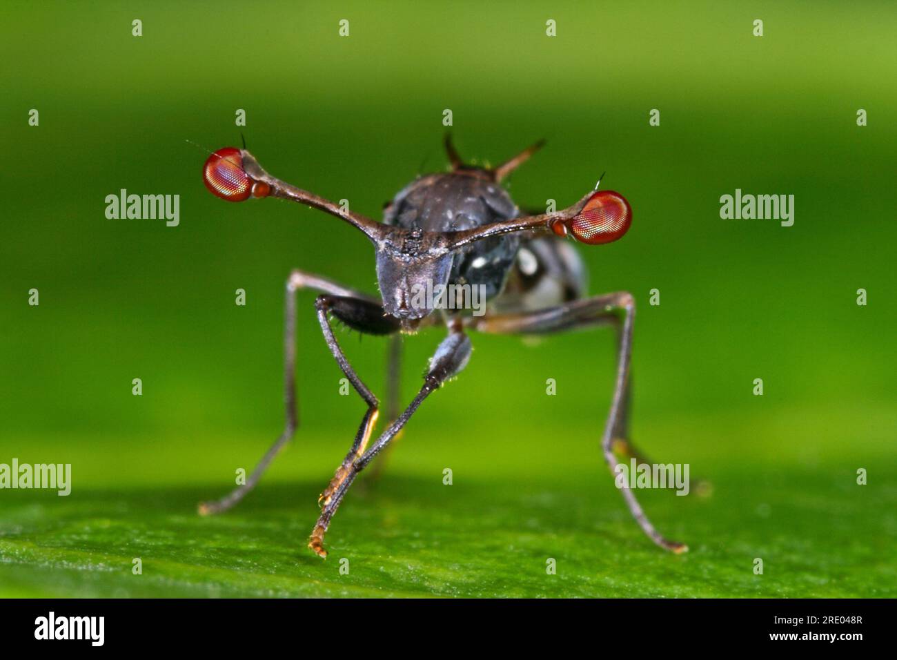 stalk-eyed fly, (Diasemopsis comoroensis), front view Stock Photo