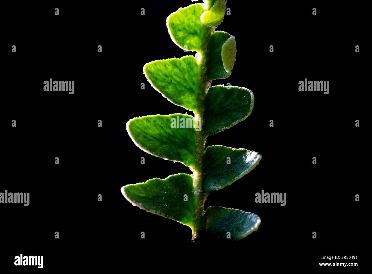 Common spleenwort, Rustyback (Asplenium ceterach, Ceterach officinarum), leaflets against black background, Netherlands Stock Photo
