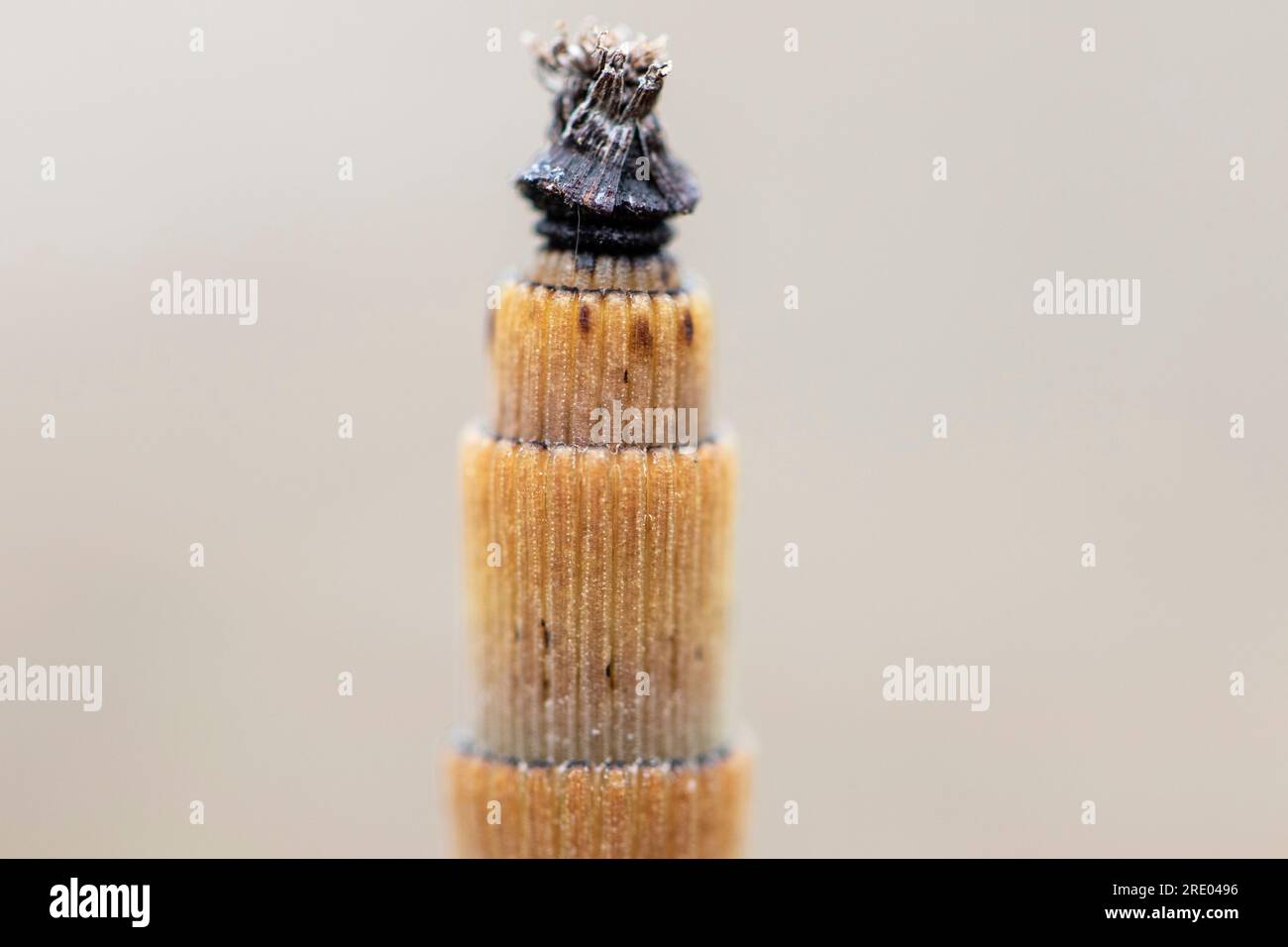 rough horsetail, scouring-rush (Equisetum hyemale), stem, detail, Netherlands, Overijssel Stock Photo