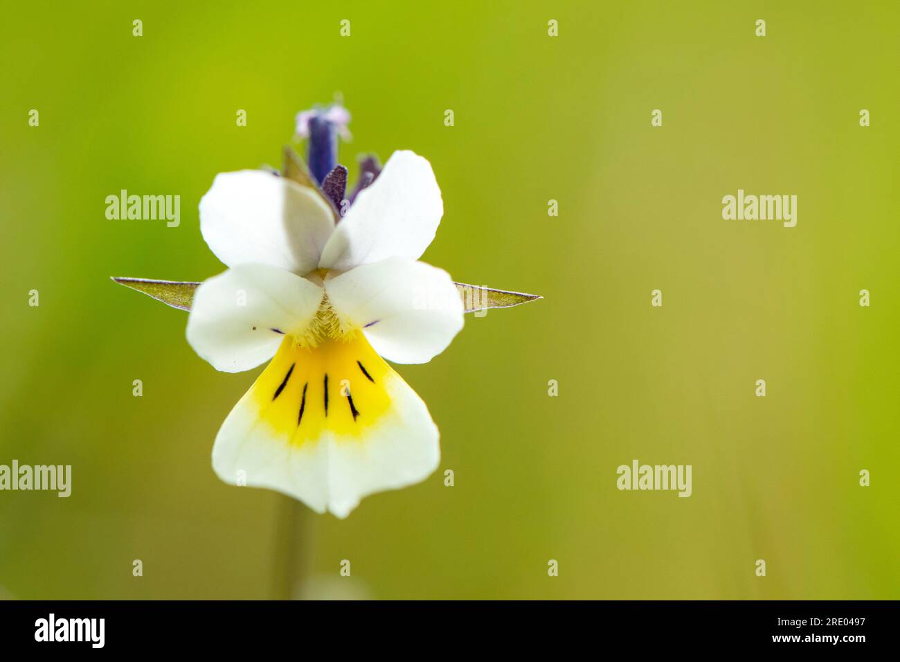 cultivated pansy, field pansy, small wild pansy (Viola arvensis), flower, Netherlands, Overijssel Stock Photo