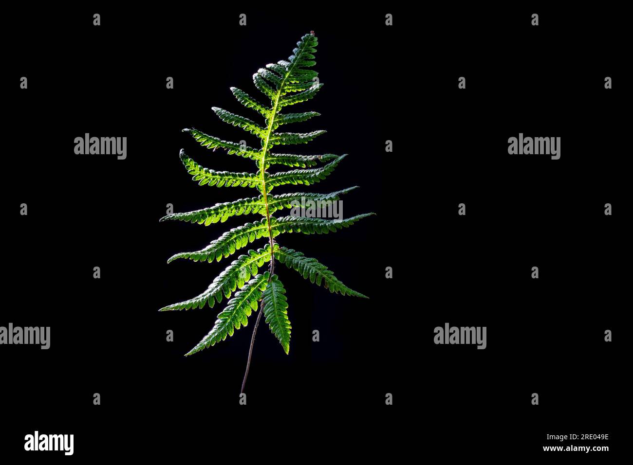 narrow beech fern, northern beech fern (Phegopteris connectilis, Thelypteris phegopteris), leaf against black background, Netherlands Stock Photo