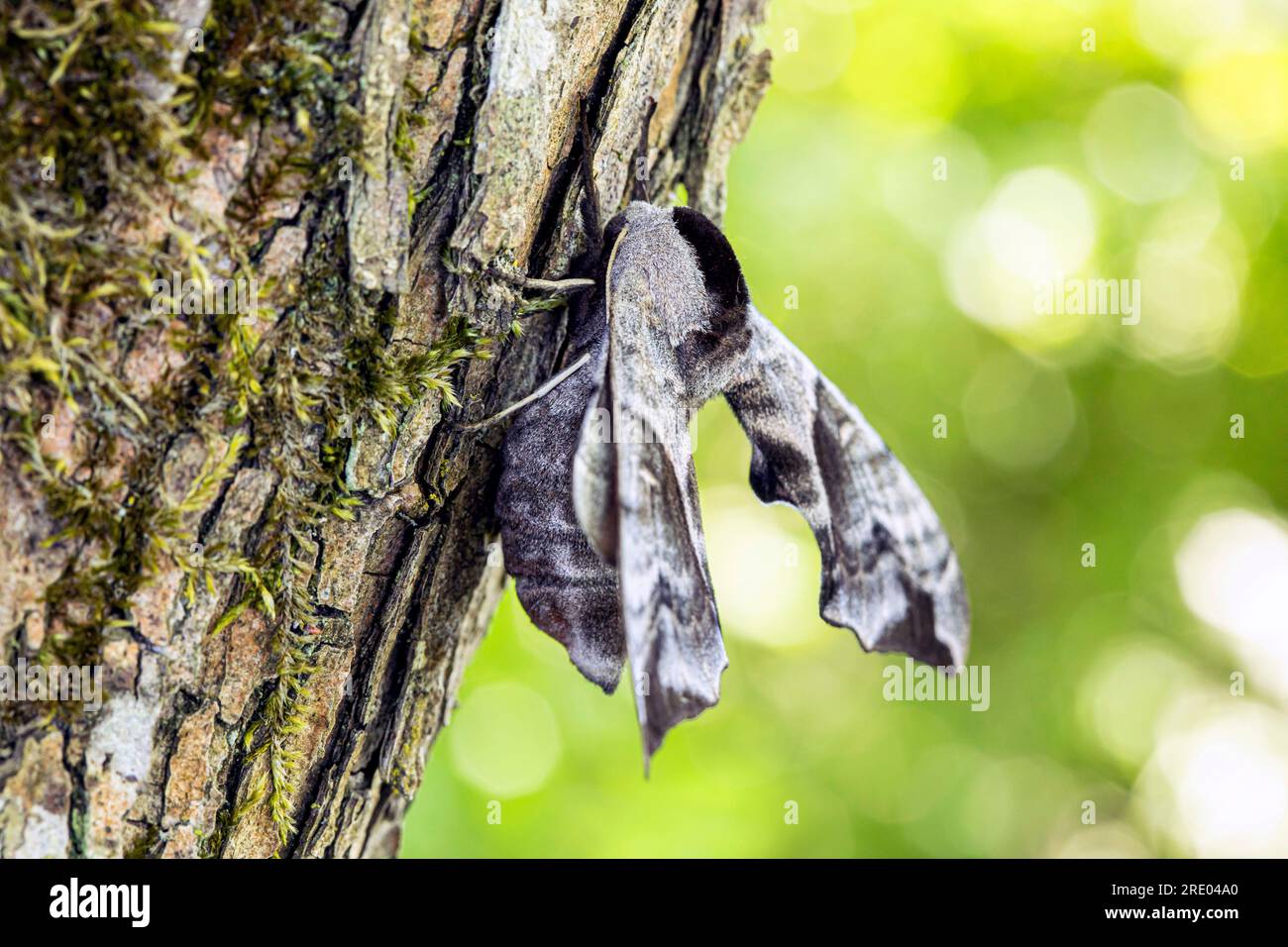 Eyed Hawk-Moth, Eyed Hawkmoth, Hawkmoths Hawk-moths (Smerinthus ocellata, Smerinthus ocellatus), sitting at a tree trunk, Germany, Bavaria Stock Photo