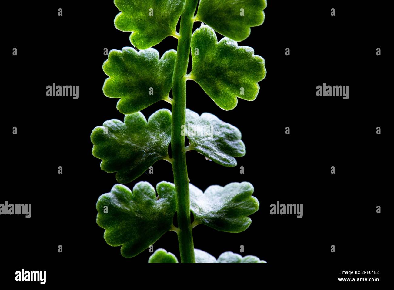 Green spleenwort (Asplenium viride), leaf detail leaflets against black background, Netherlands Stock Photo