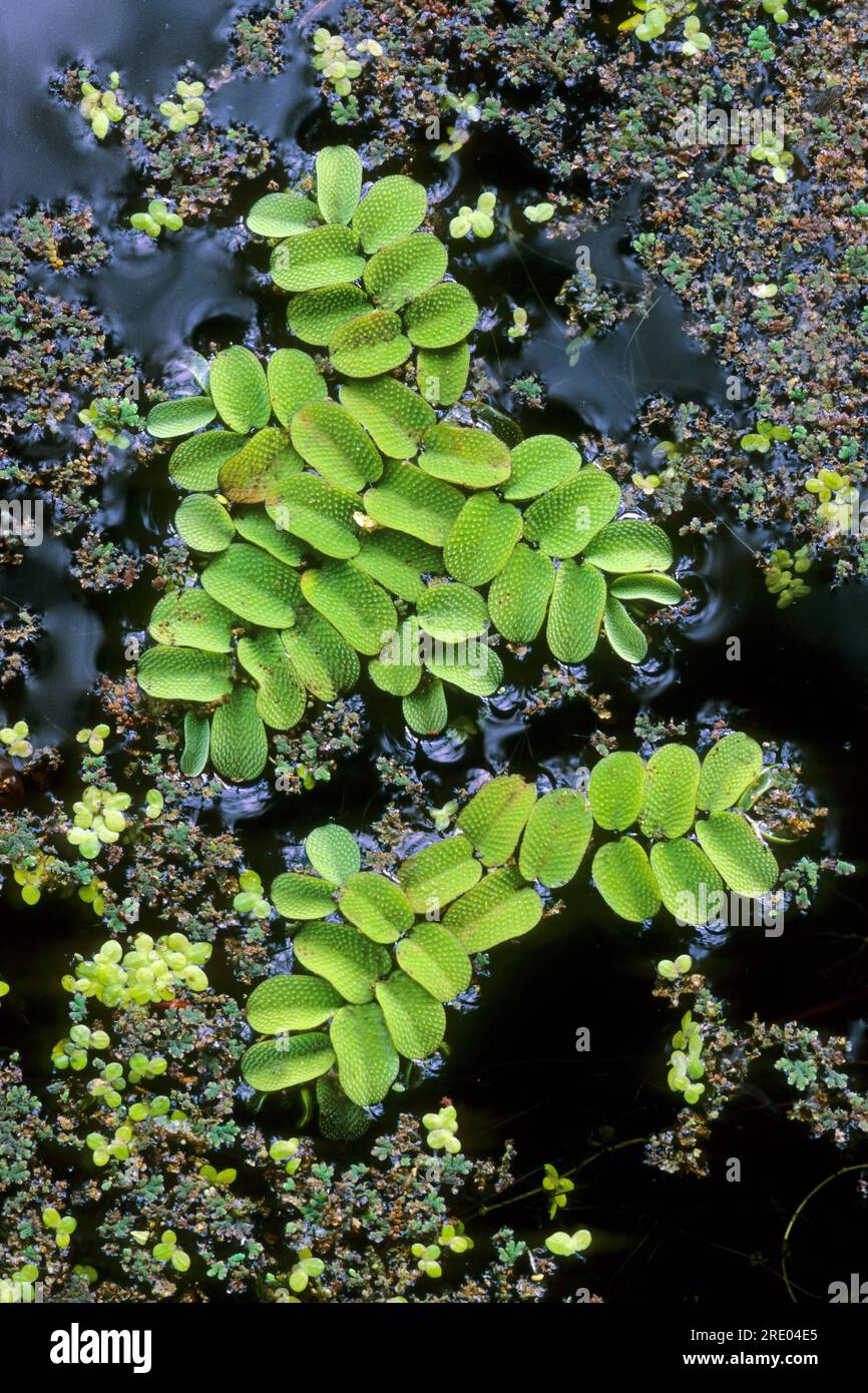 water fern, floating fern, floating watermoss, floating moss (Salvinia natans, Marsilea natans), swimming on a lake, Germany Stock Photo