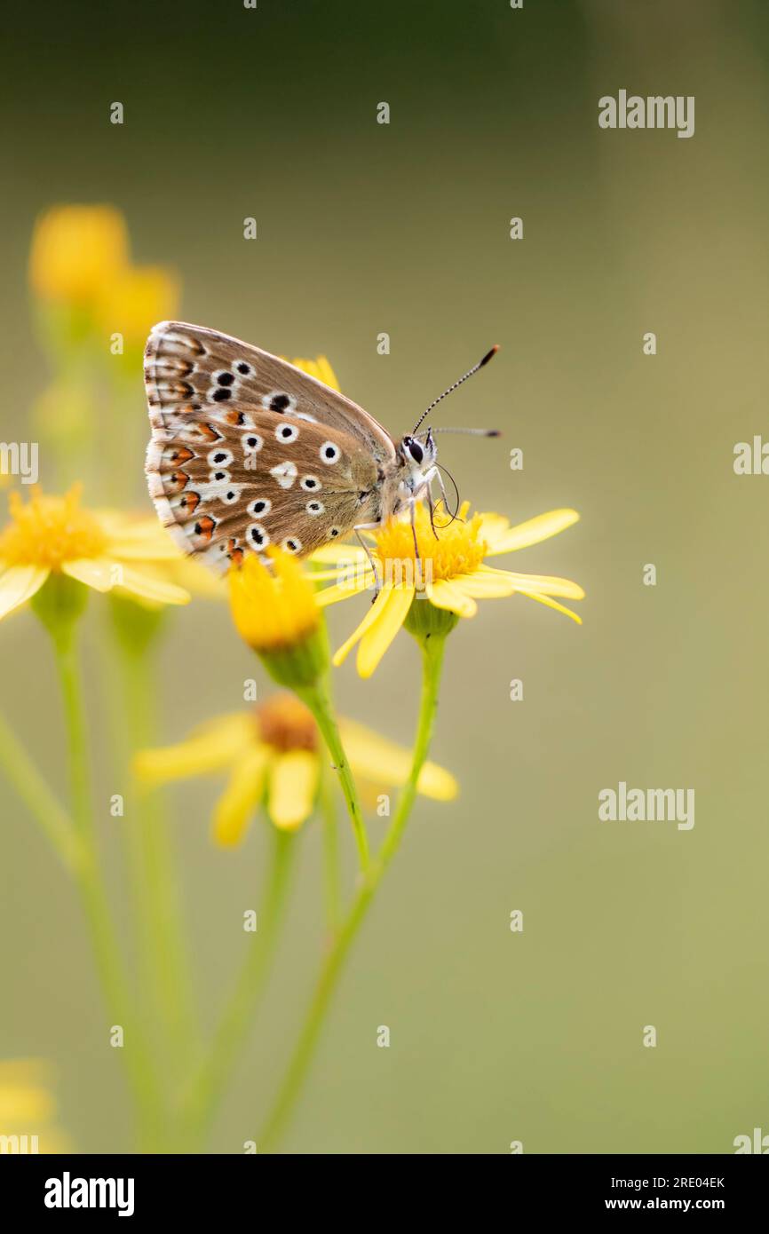 Chalkhill blue, Chalkhill blue (Lysandra coridon, Polyommatus coridon