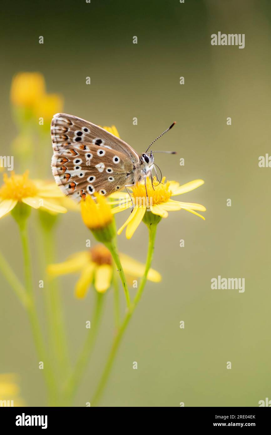 Chalkhill blue, Chalk-hill blue (Lysandra coridon, Polyommatus coridon, Meleageria coridon), female sitting on groundsel, Germany, Stock Photo