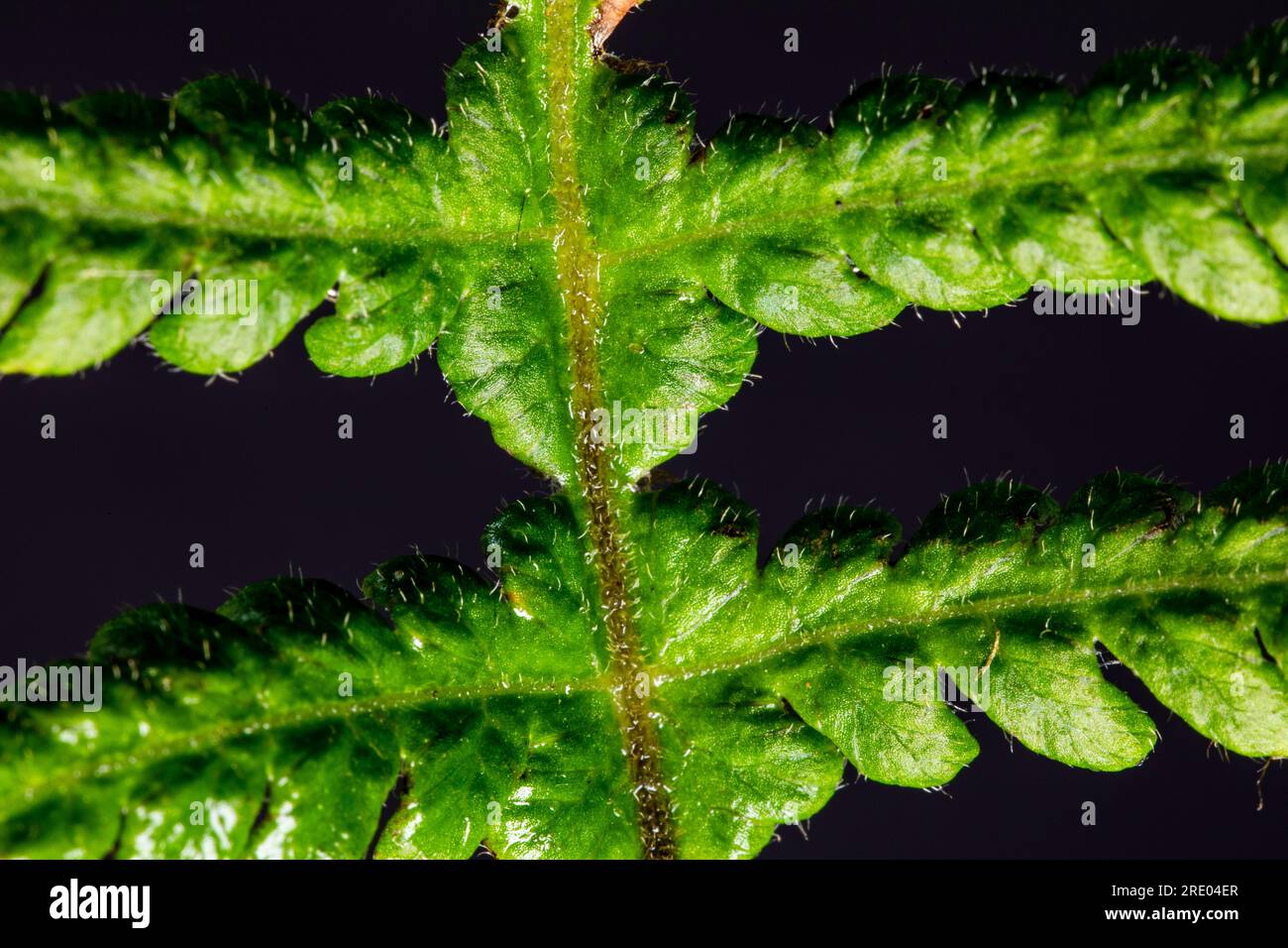 narrow beech fern, northern beech fern (Phegopteris connectilis, Thelypteris phegopteris), leaf detail leaflets against black background, Netherlands Stock Photo