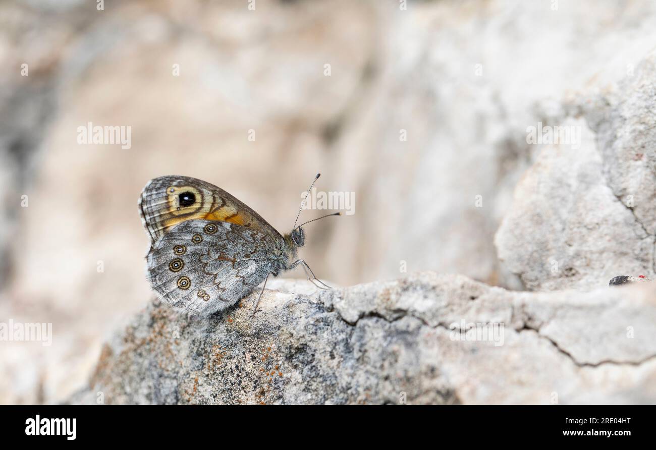 Large Wall Brown, Wood-nymph (Lasiommata maera), sitting on a stone wall, lateral view, Germany, North Rhine-Westphalia Stock Photo