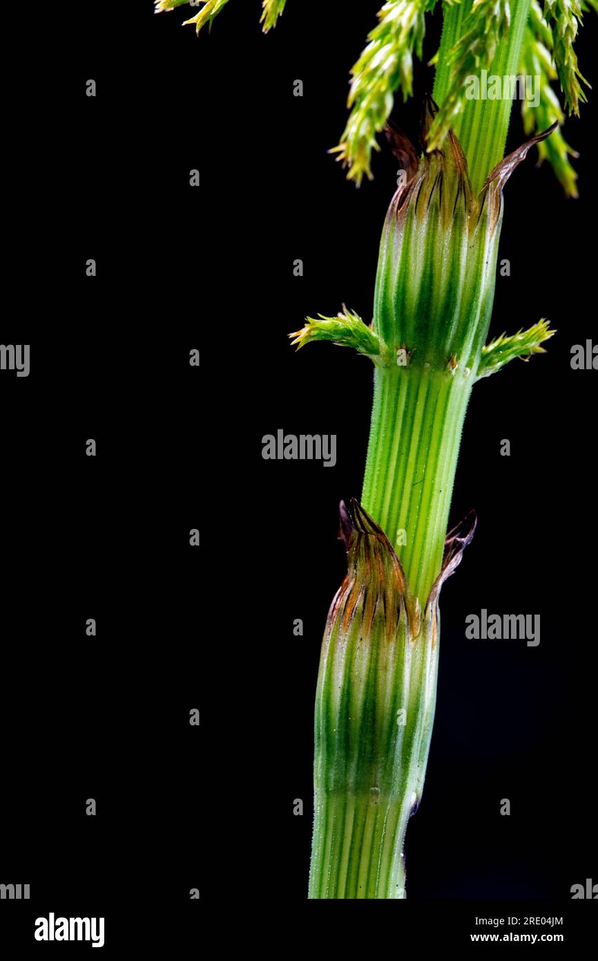 sylvan horsetail, wood horsetail, woodland horsetail (Equisetum