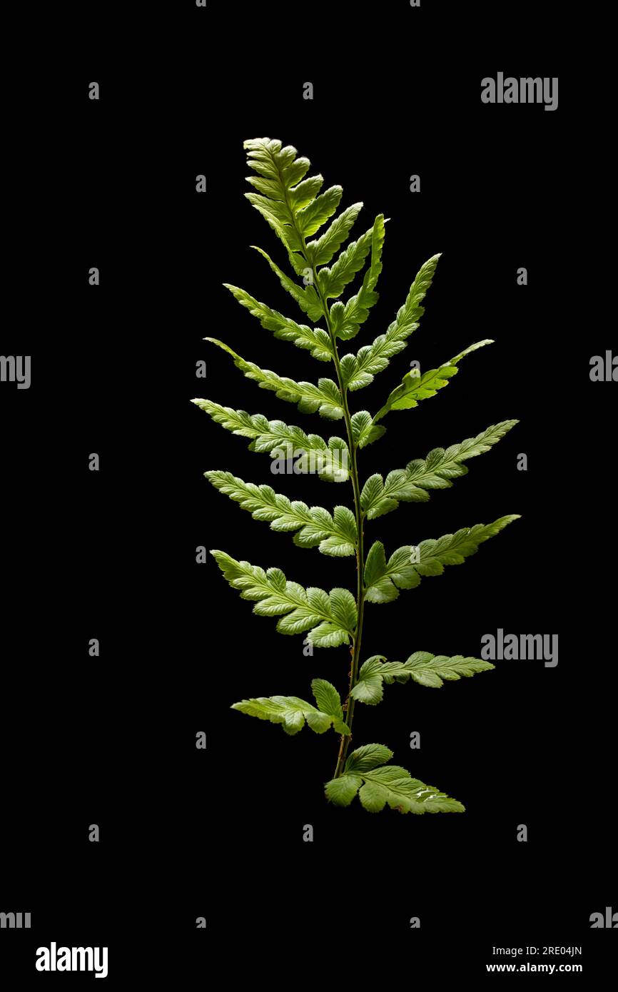 crested wood fern, gray crested shield fern, narrow swamp fern, crested buckler-fern (Dryopteris cristata), leaf against black background, Stock Photo