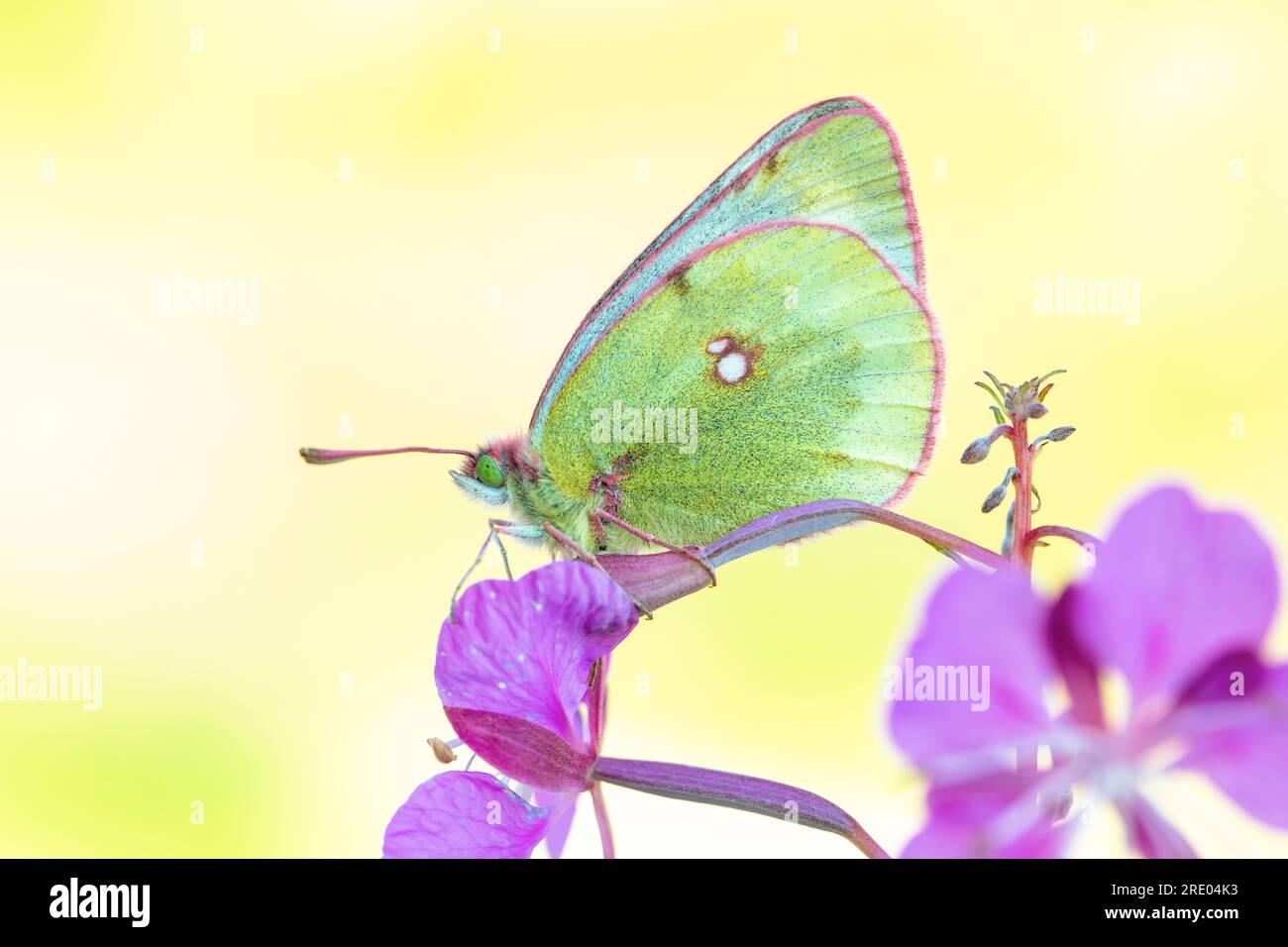 Mountain clouded yellow (Colias phicomone), at a willowherb, side view, Switzerland, Valais Stock Photo