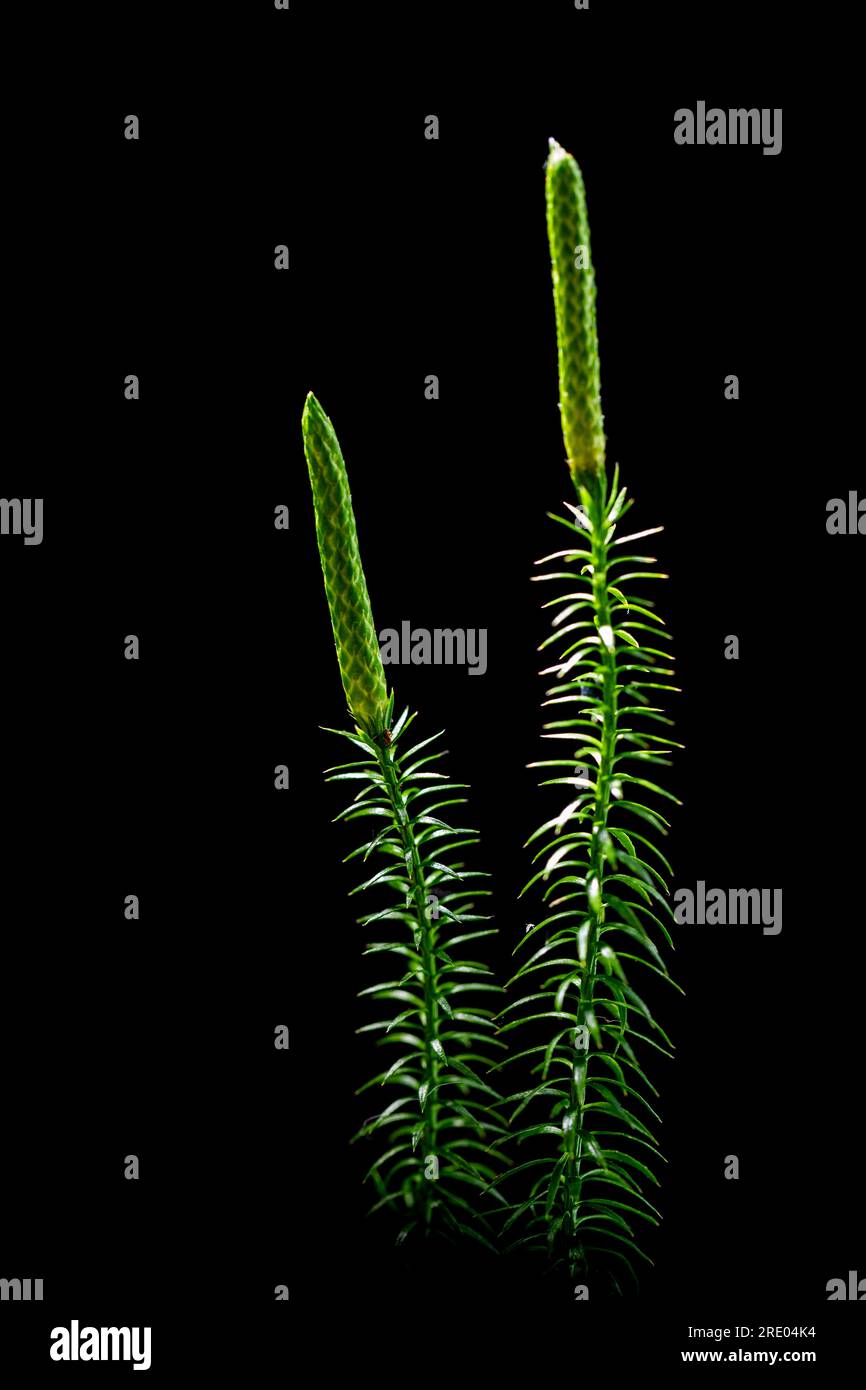 Stiff clubmoss, Stiff ground-pine, Interrupted club-mosses (Lycopodium annotinum, Spinulum annotinum), with sporophylls against black background, Stock Photo