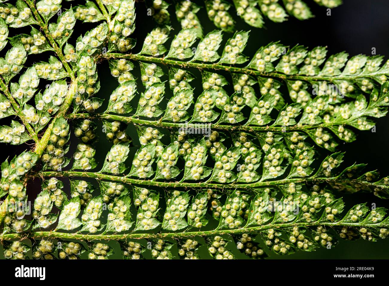 soft shield fern (Polystichum setiferum), underside of leaf, leaflets with sporangia against black background, Netherlands Stock Photo