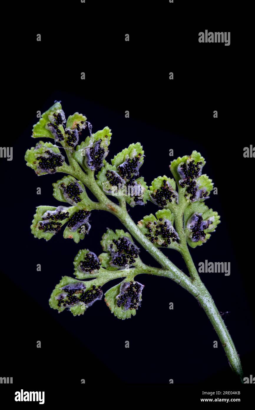 Wallrue spleenwort (Asplenium ruta-muraria), underside of leaf with sporangia against black background, Netherlands Stock Photo
