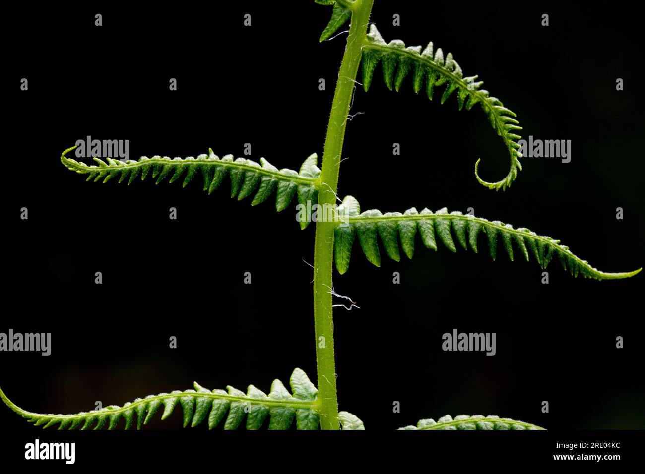 Sweet mountain fern, Lemon-Scented Fern, Mountain Fern (Oreopteris limbosperma, Thelypteris limbosperma, Lastrea limbosperma), leaflets against black Stock Photo