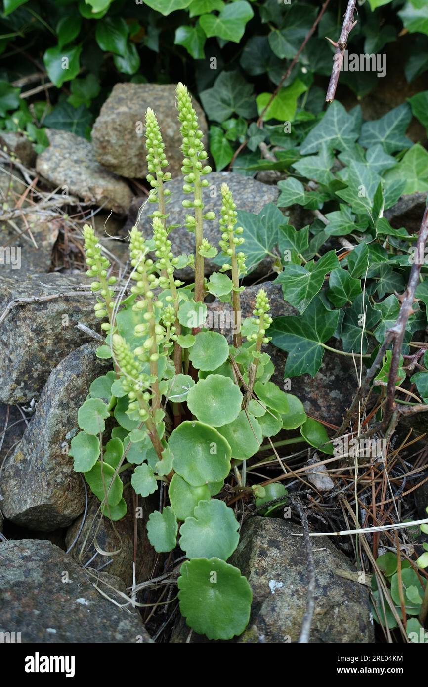 navelwort, pennywort (Umbilicus rupestris), flowering on a dry stone wall, France, Brittany Stock Photo