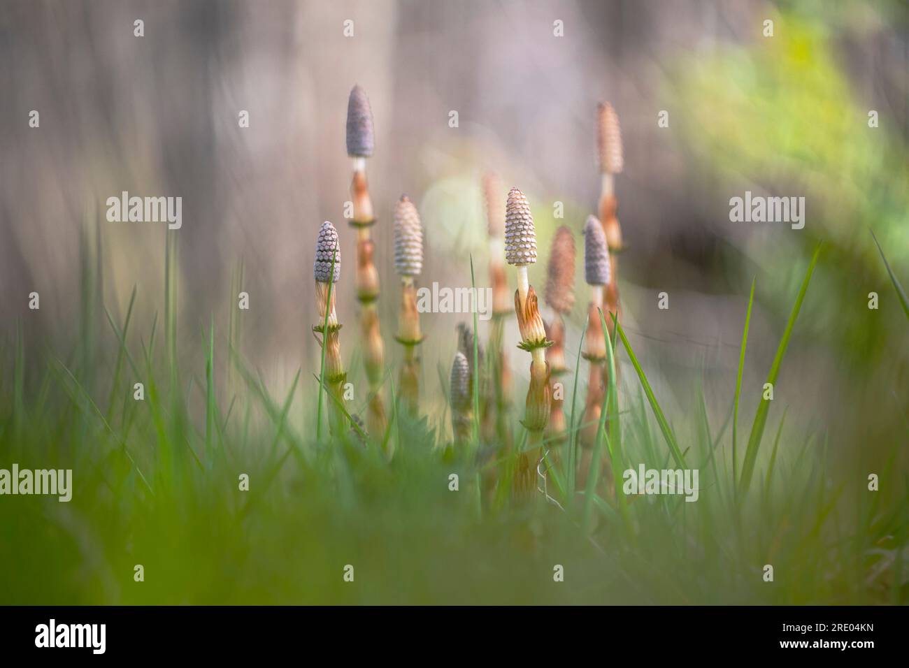 field horsetail (Equisetum arvense), fertile sprouts in a meadow, Netherlands, Frisia Stock Photo
