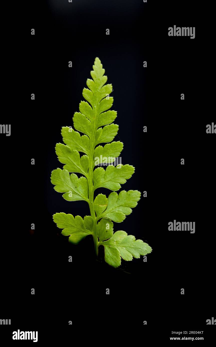 Black spleenwort (Asplenium adiantum-nigrum), young leaf against black background, Netherlands Stock Photo